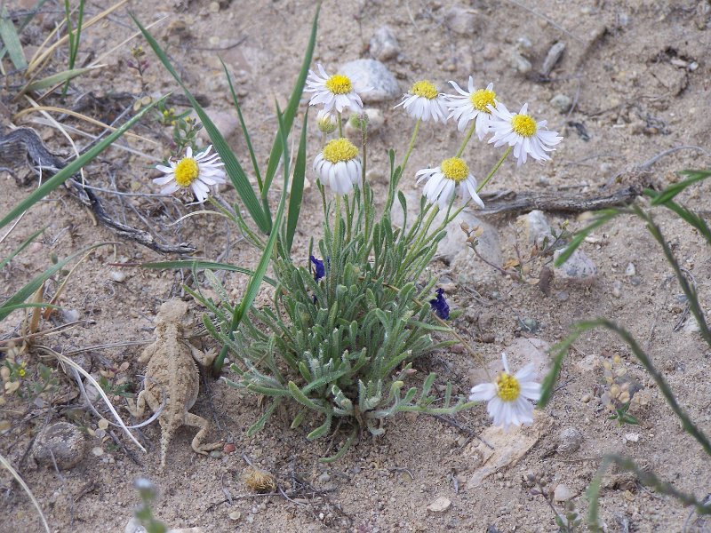 No 26 Blue forrest area. Some more of the local wildlife. .JPG